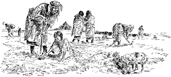 Assiniboine gatherers